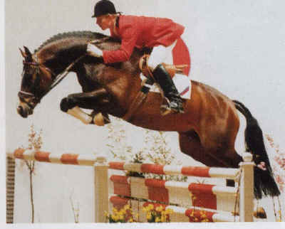 SILVIO I - Warmblood Stallion